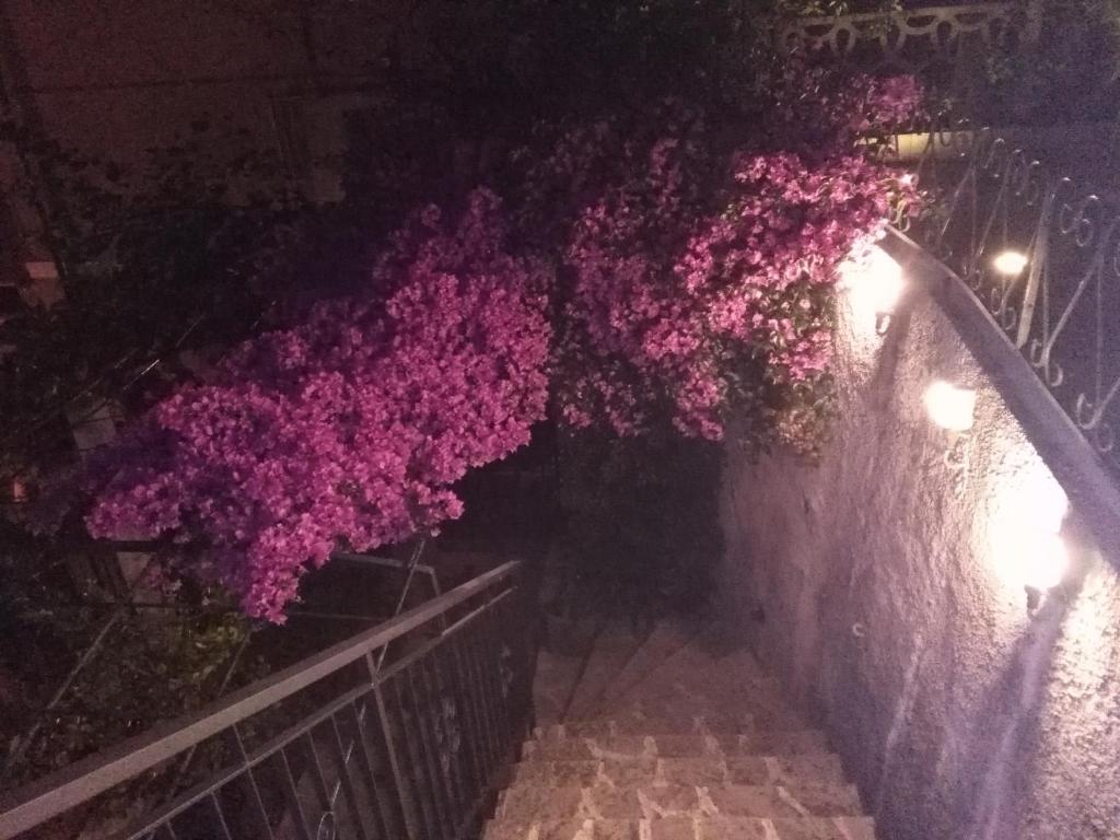 Casa Bouganville photo 3