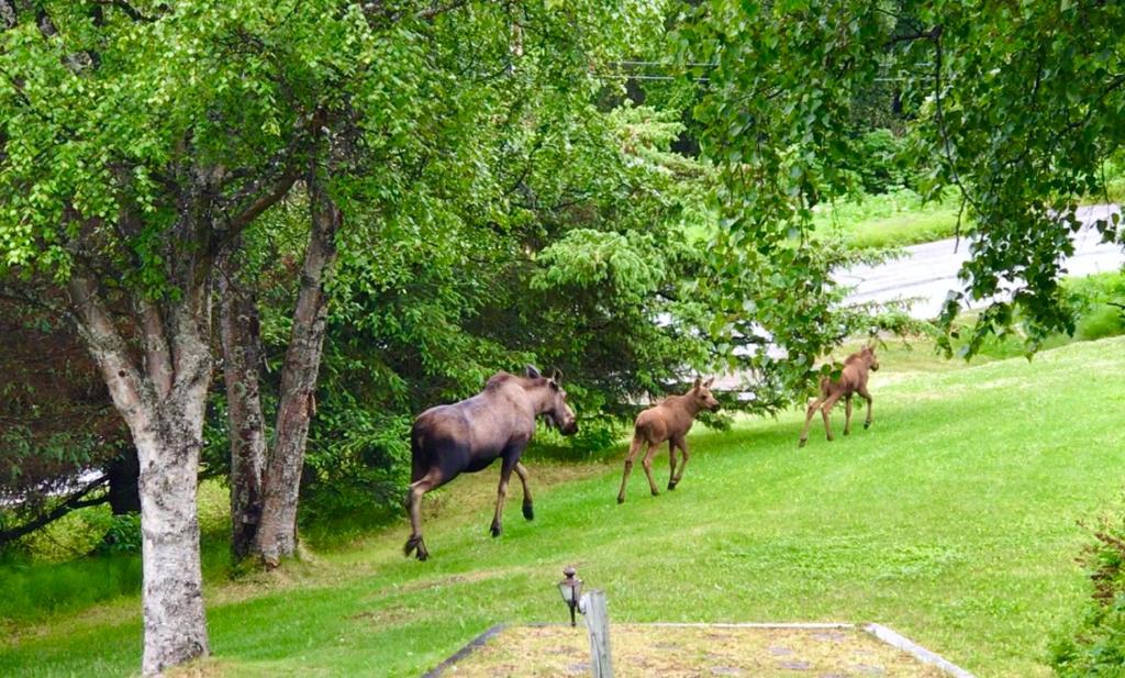Alaska Halcyon Heights Inn image