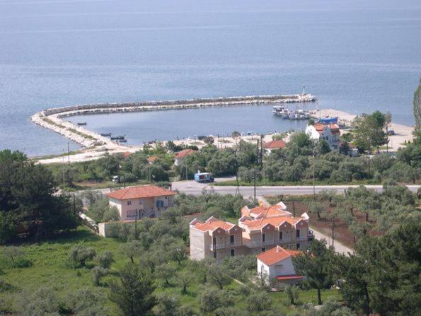 Amarilia photo 2
