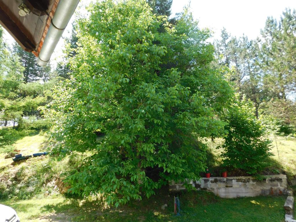 Holiday Home Lana photo 3