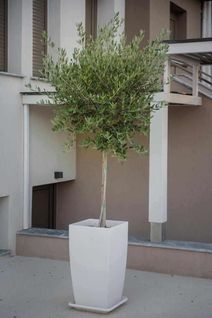 Corali luxury villas photo 4