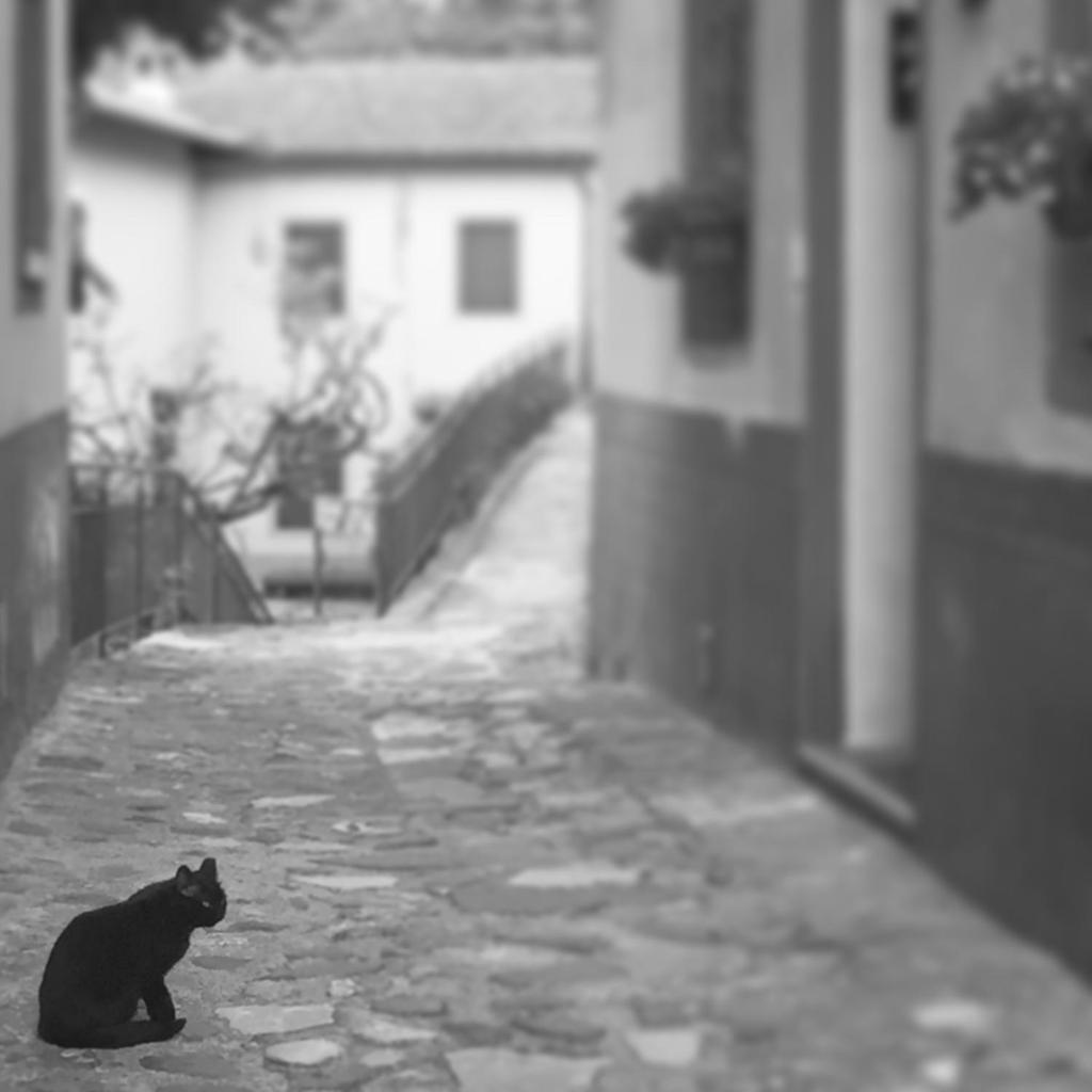 Il Gatto Nero photo 1