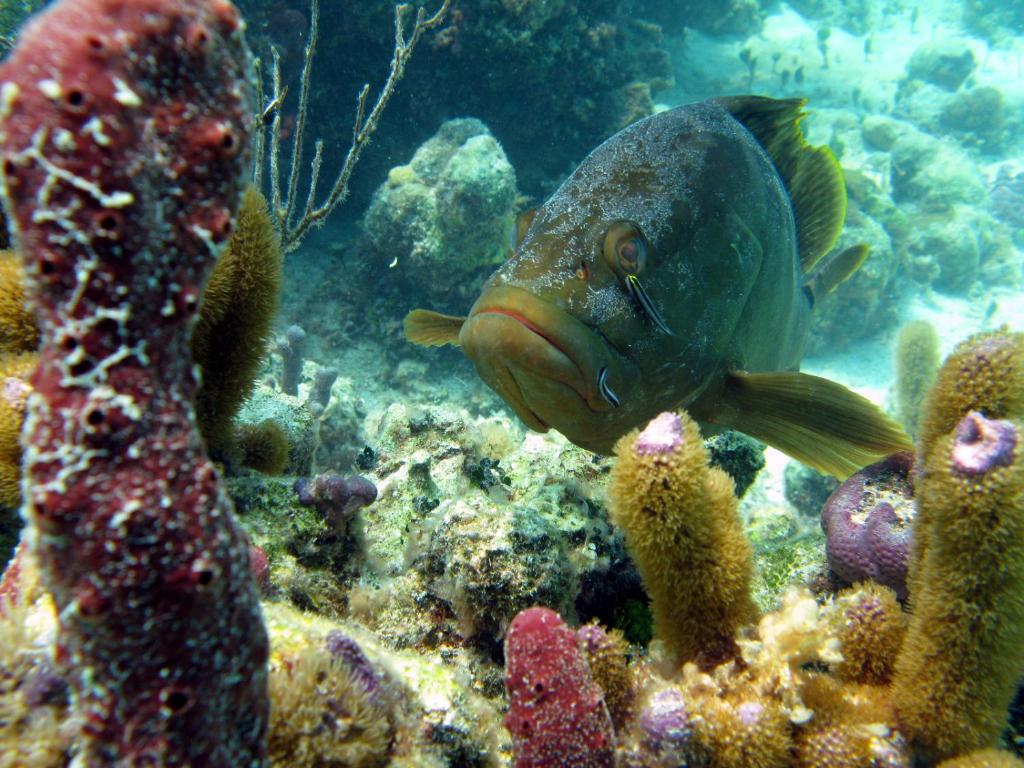 Windsong on the Reef photo 4