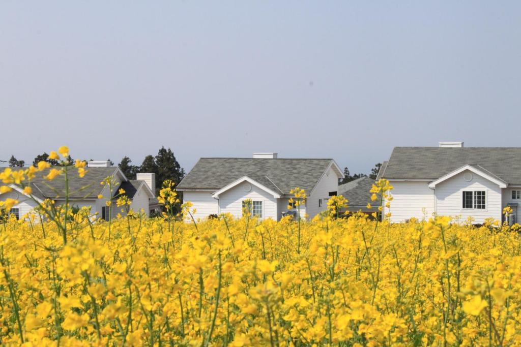 Jeju Skyline Pension photo 4