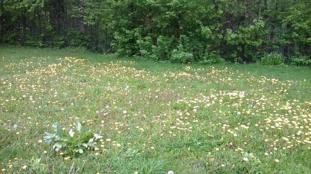 Lycorn photo 4