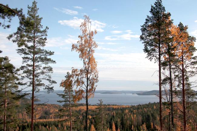Riihivuori Cottages photo 3