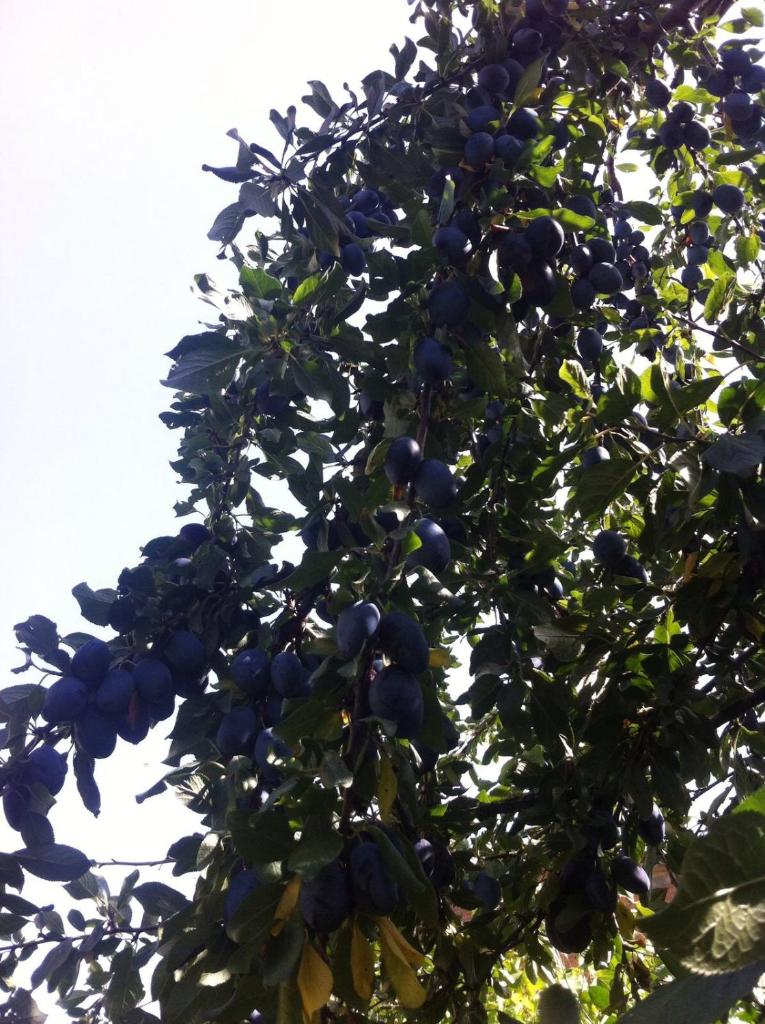 B&B Dai Nonni photo 3