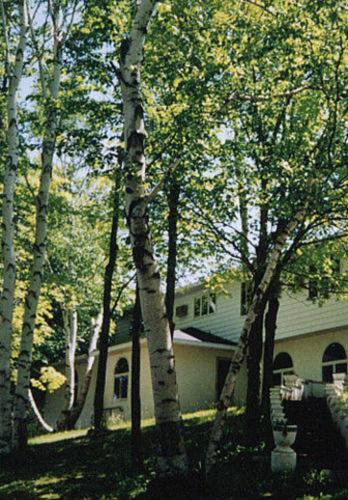White Birch Inn image