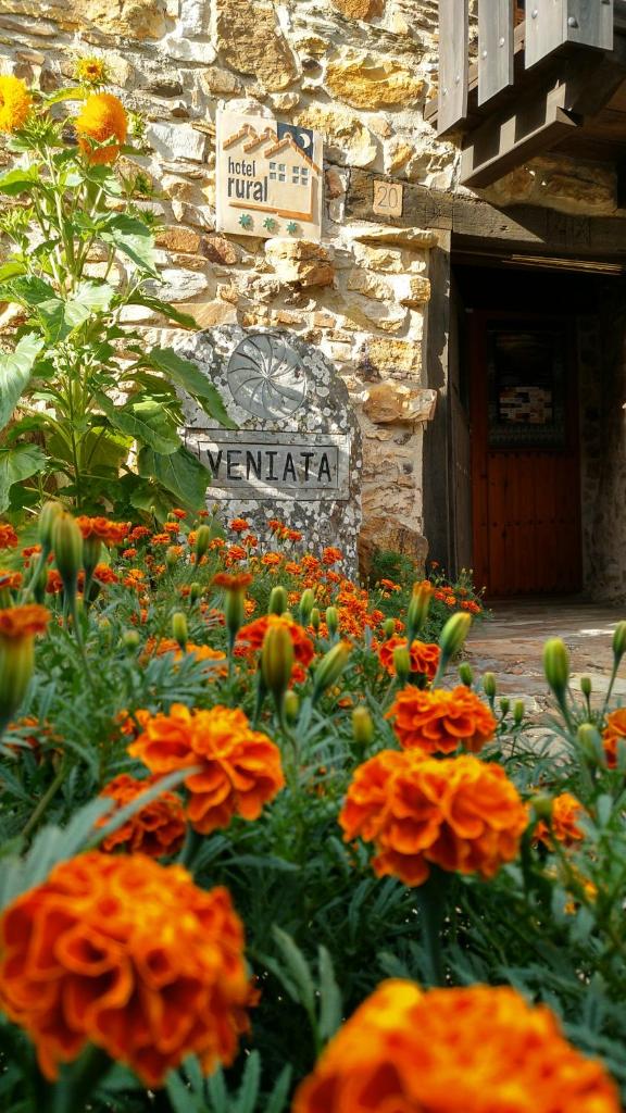 Veniata photo 2