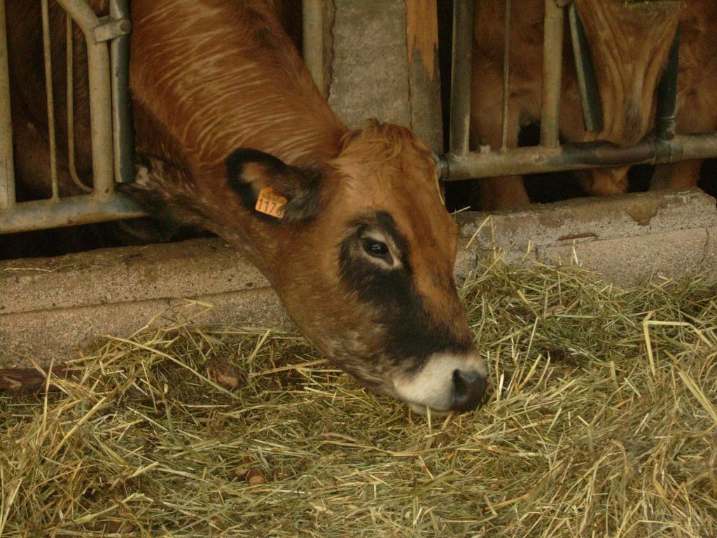 Studio nature a la ferme photo 3