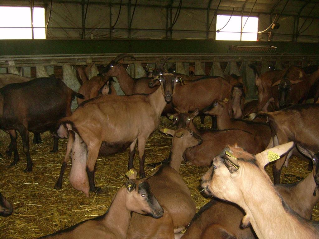 Studio nature a la ferme photo 4