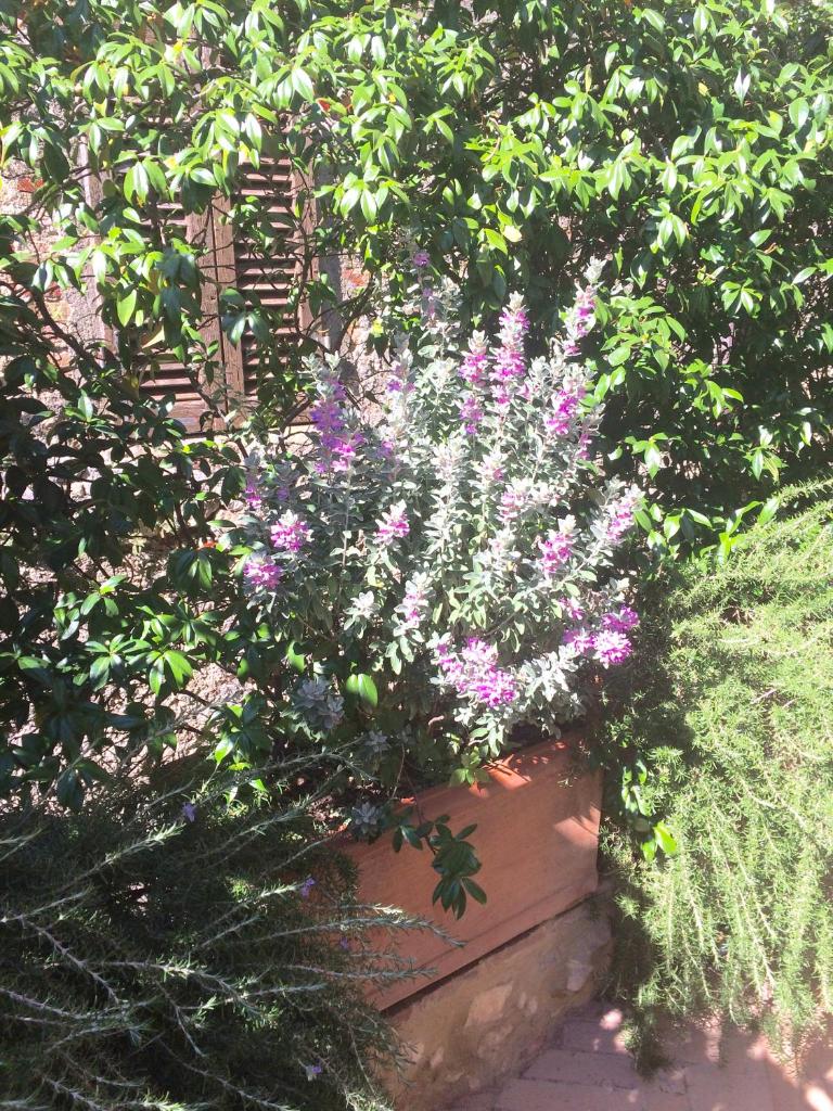 Le Antiche Mura photo 2