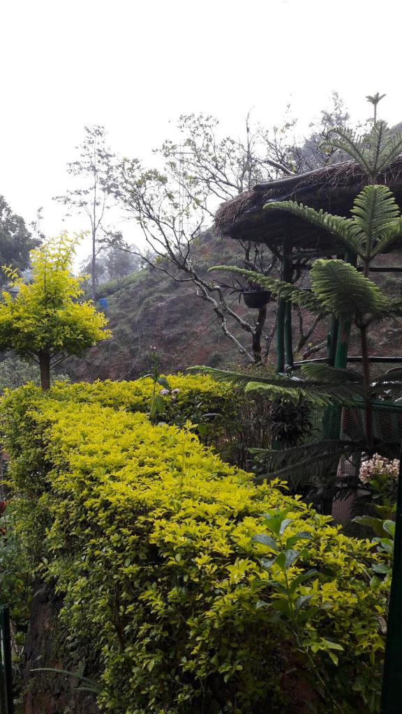 Green House photo 2