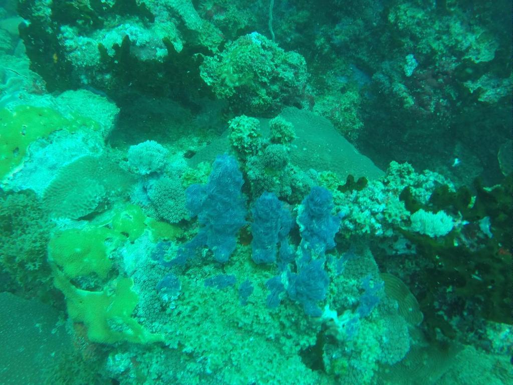 Ankazoberavina photo 3