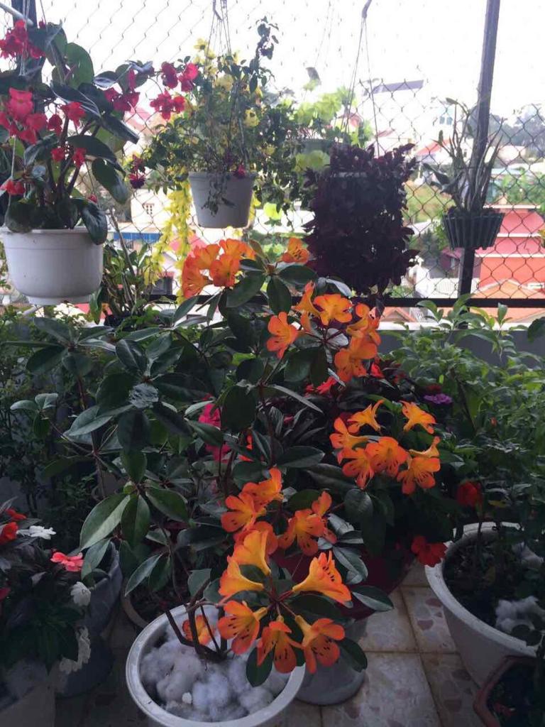 Thien Phu Guesthouse Dalat