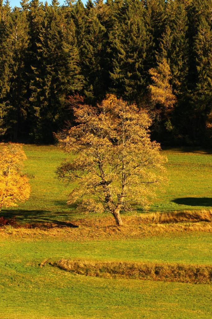 Gasthof Schwarzwaldtanne photo 3