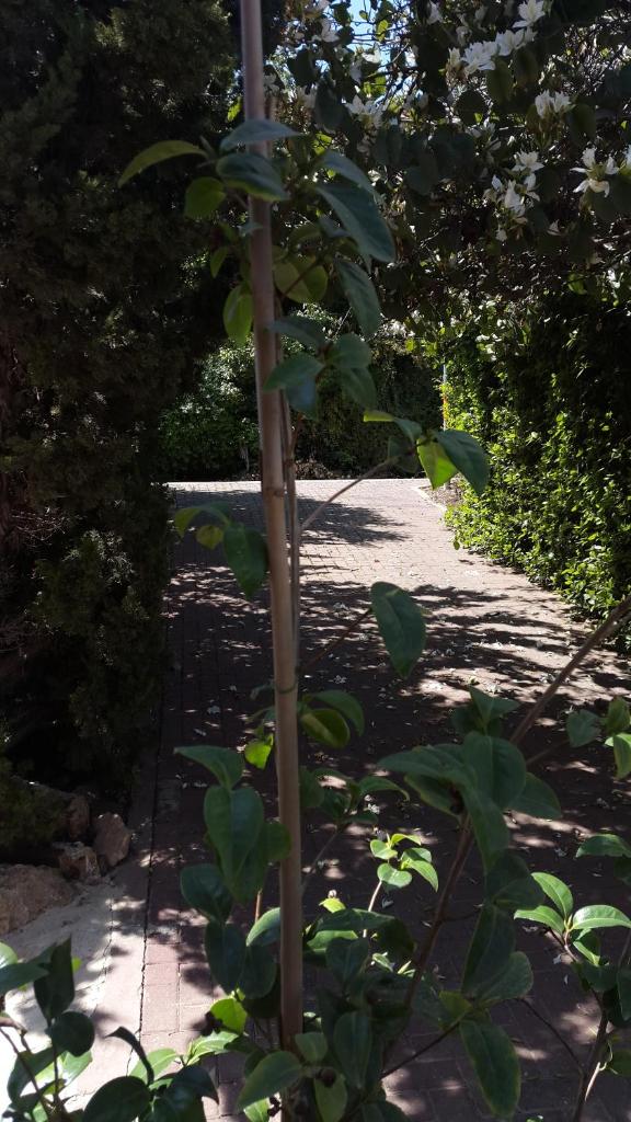 Zimmer In Yuvalim photo 2
