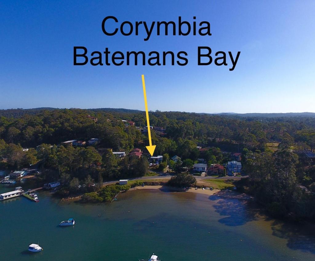 Corymbia Batemans Bay photo 1