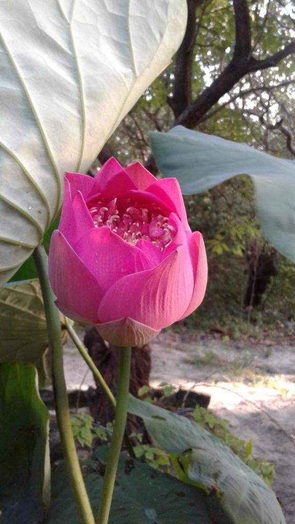 Kiki Coconut Beach Resort