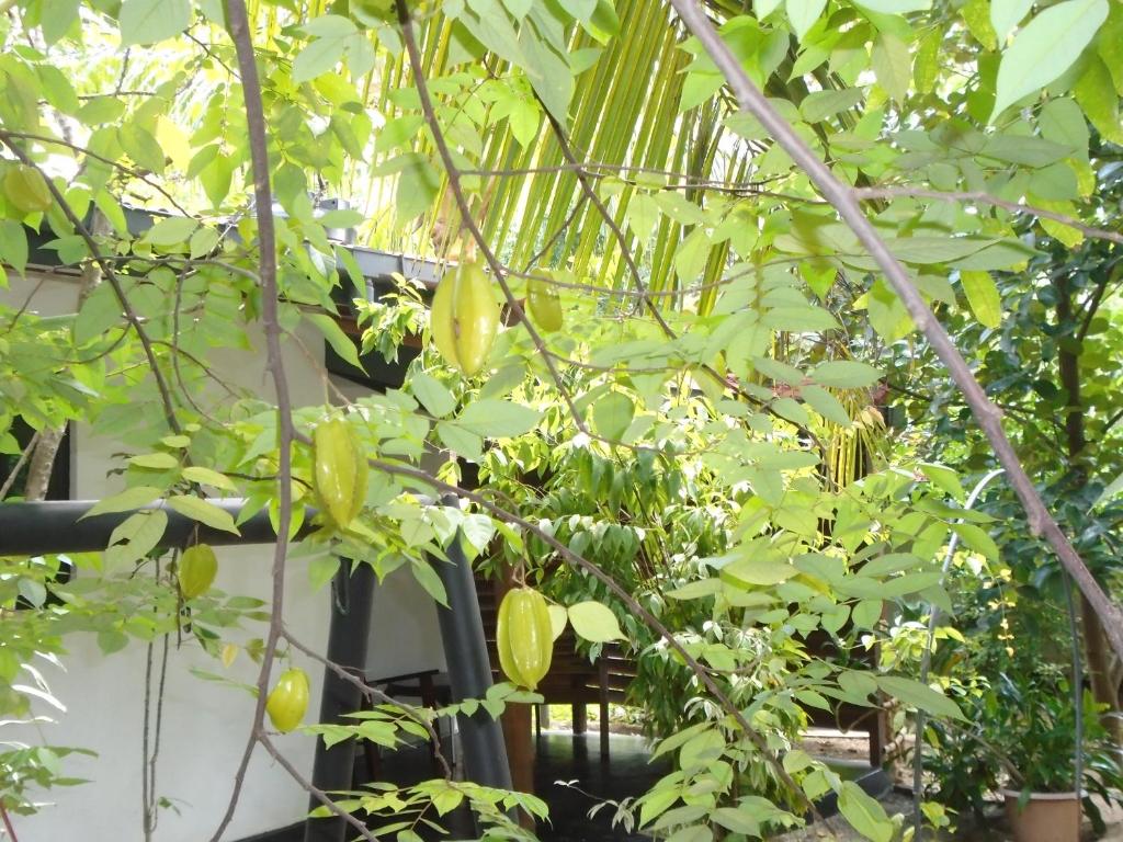 Livinginn Polonnaruwa photo 3