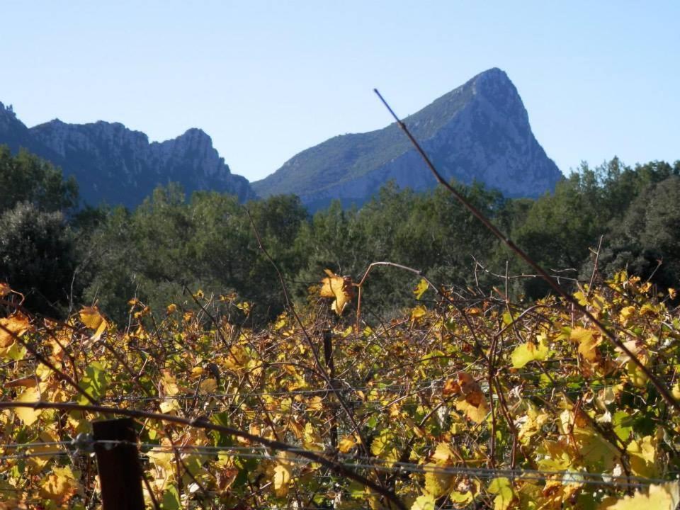 Séjour Pic Saint Loup photo 4