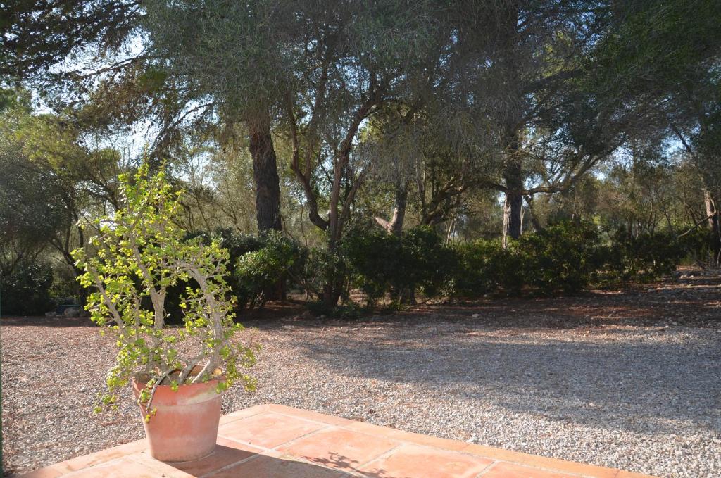 Finca Son Blat photo 4