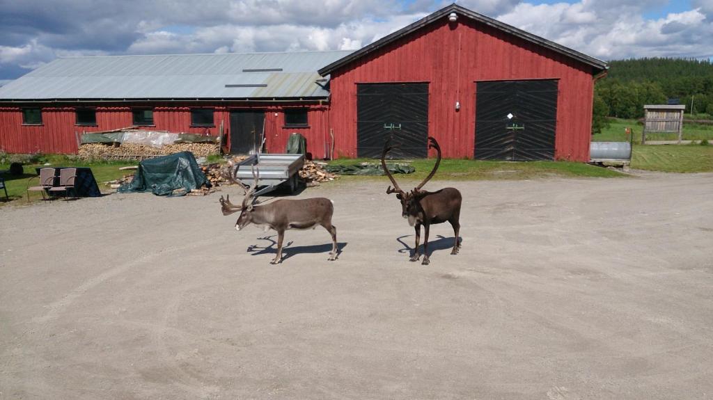 Vestre Sorken Feriegard photo 1