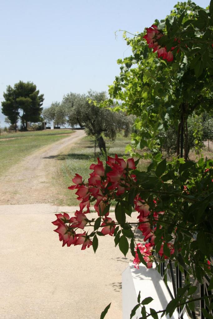 Villa Vlichos photo 3