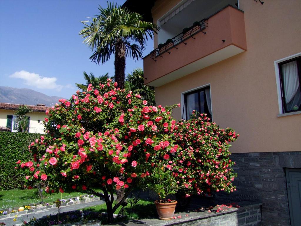 Apartment Casa Thuja photo 1