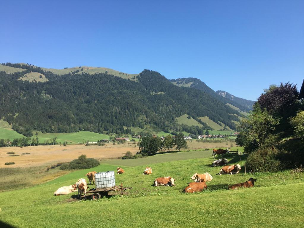 Hinterankerwald photo 3