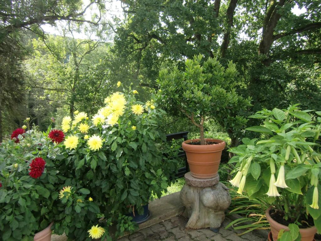 Ferienhaus Haus am Wald photo 3