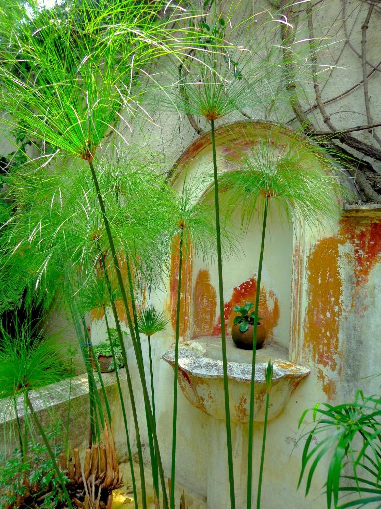Cissus Hotel Boutique photo 3