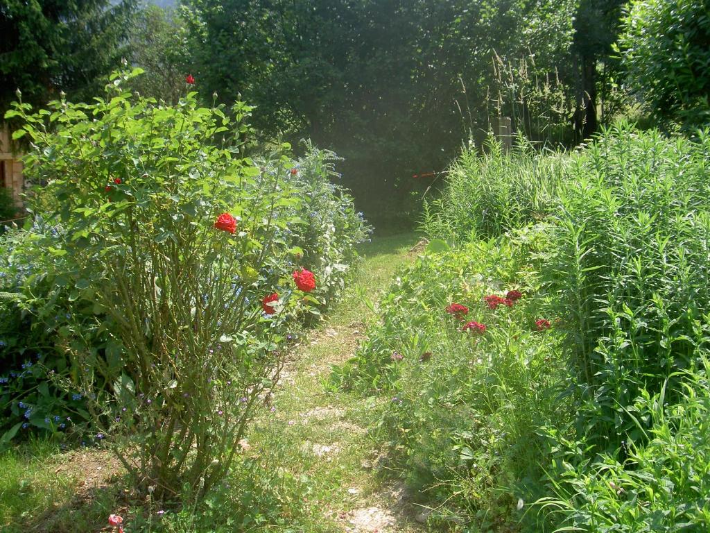 Serenella fontaine Et Coquelicots photo 3