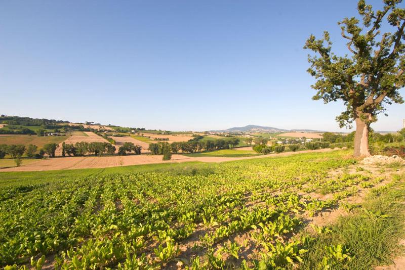 Azienda Agrituristica Le Bucoliche photo 4