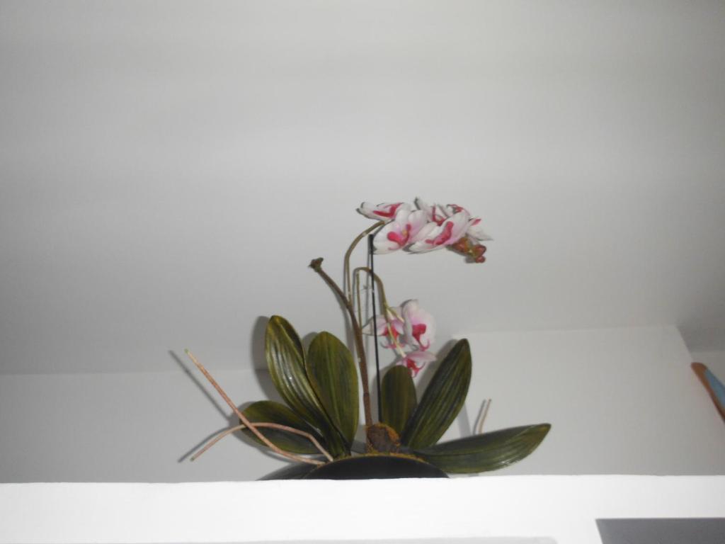 Appartement Le Romarin photo 4