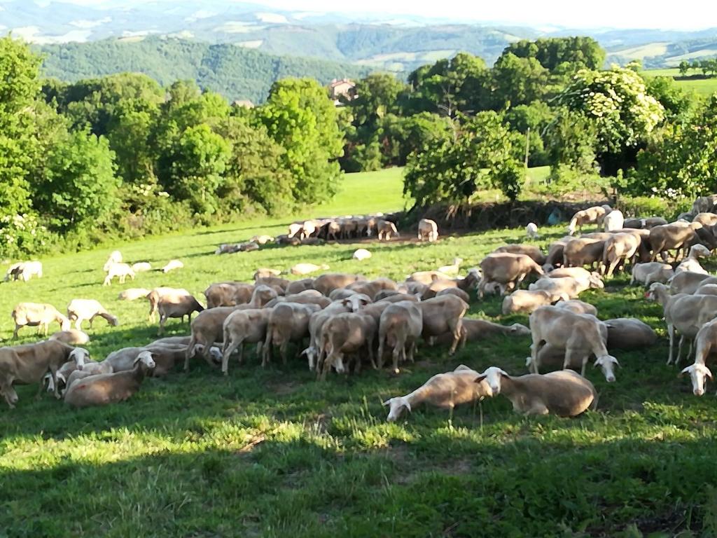 La Caze Gites photo 1
