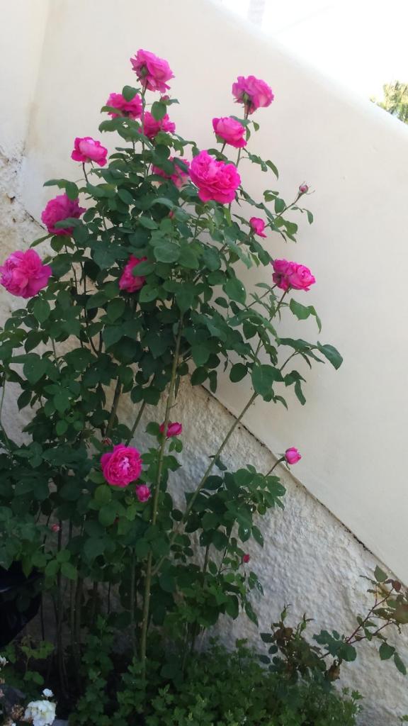 Rose Garden Rooms photo 1