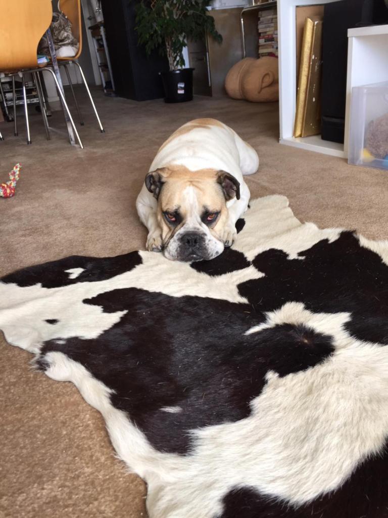 Cool Apartment, Central To Everything, share with 2x Bulldogs photo 2