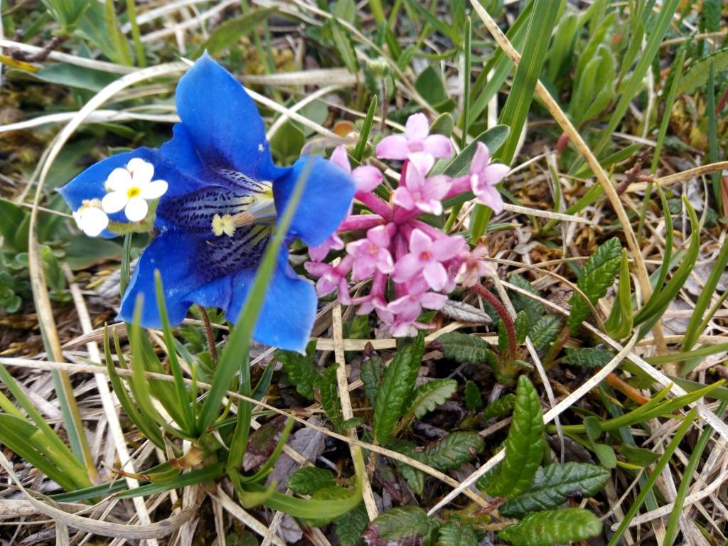 Uschi's Steinröschen photo 4