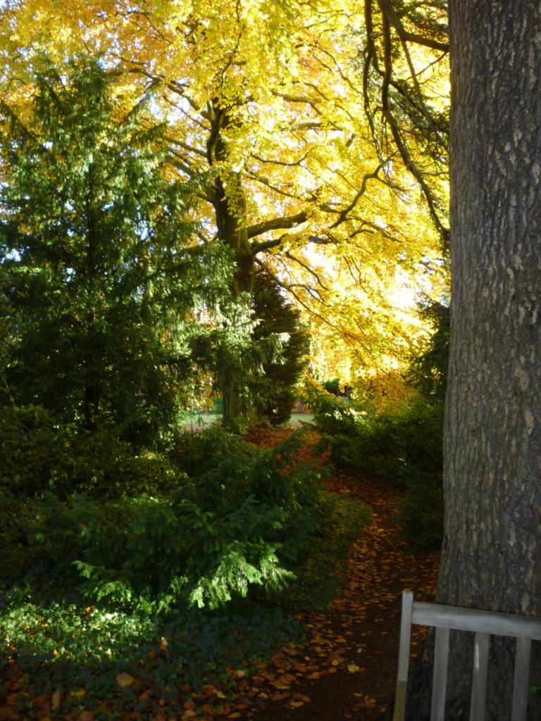 au vieux cèdre photo 4