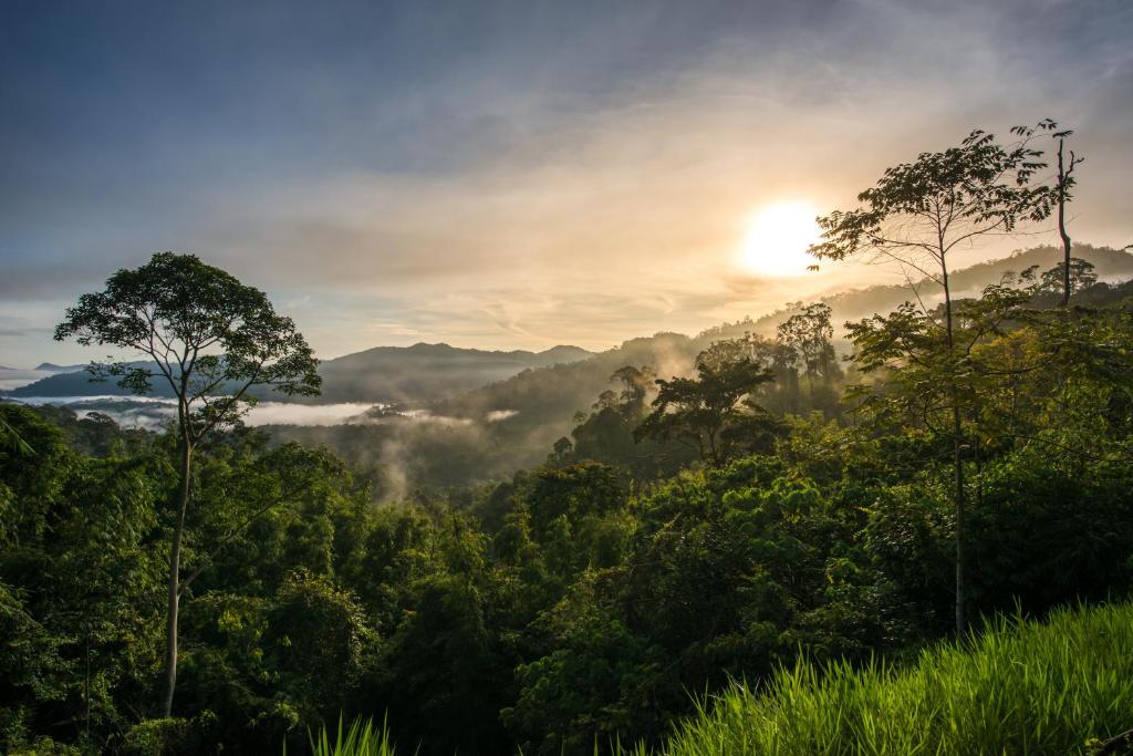 Rest Pause Rainforest Retreat photo 3