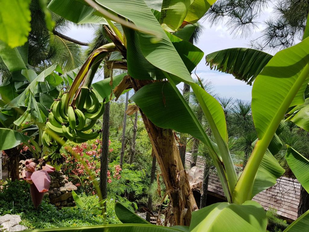 Chalet De Tahiti photo 1