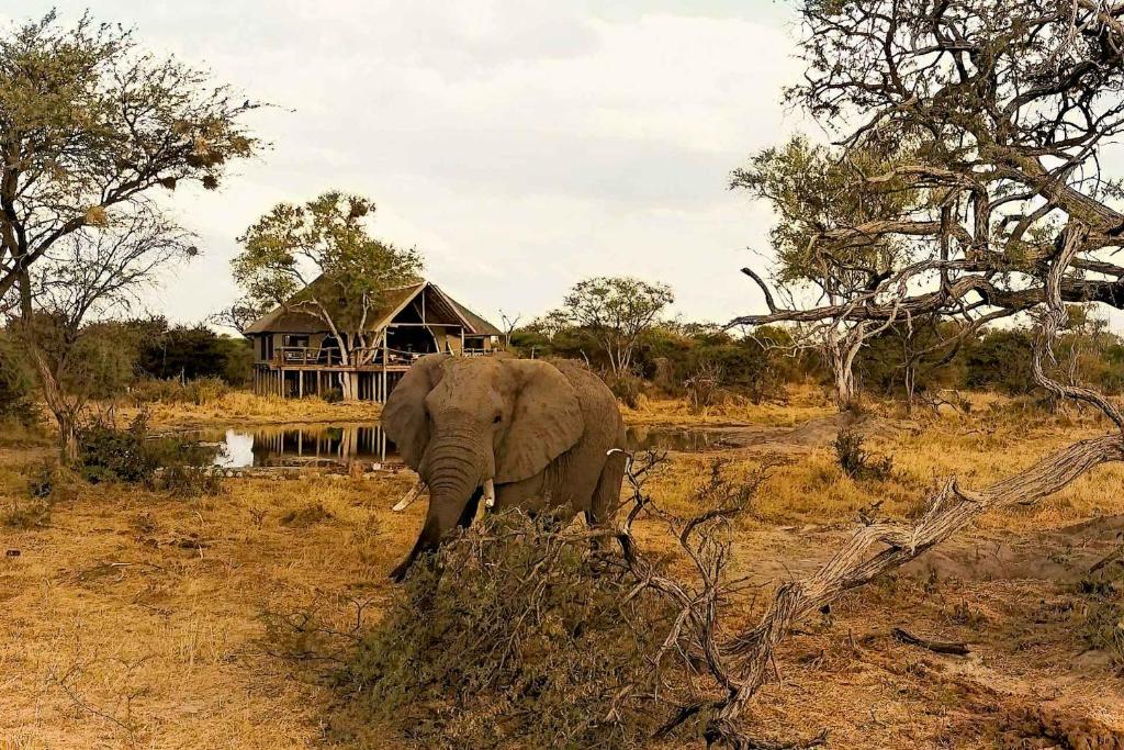 South Okavango - Omogolo Hideaways photo 2