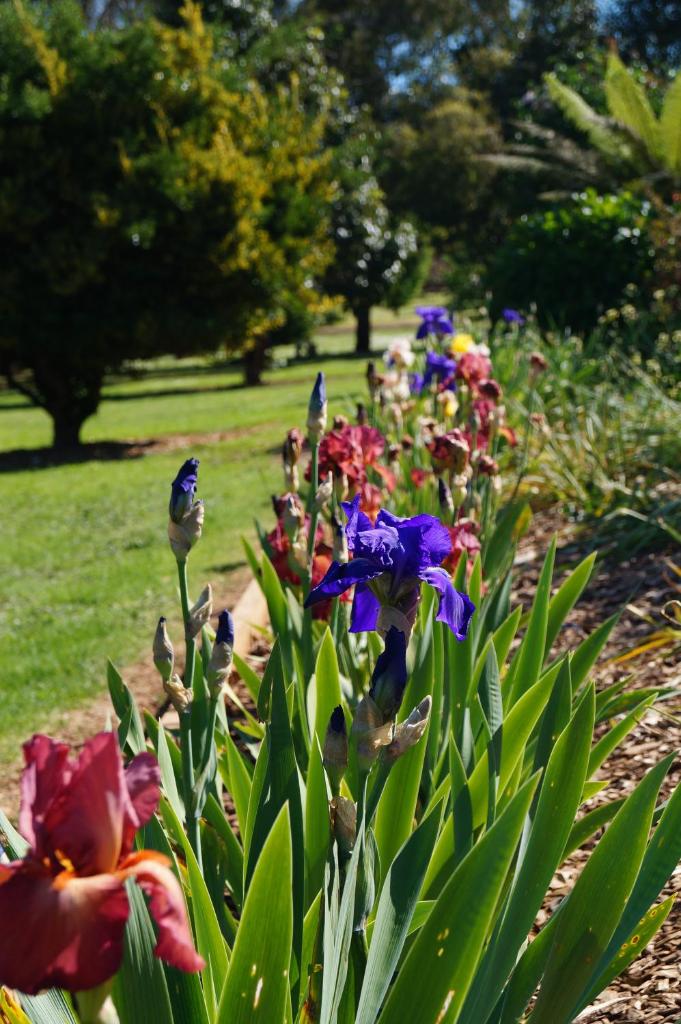 Eagle's View Cottage - Yarra Valley photo 4