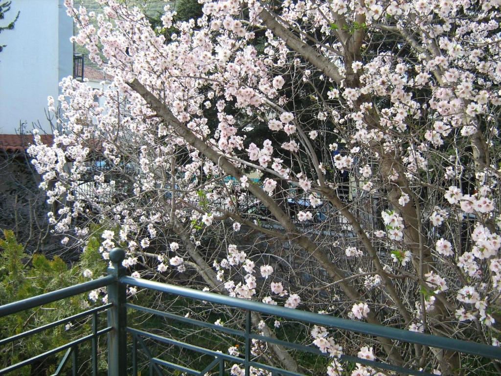 Filoxenia photo 1