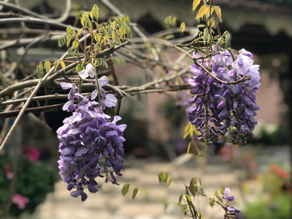 Sapa Garden Bed and Breakfast