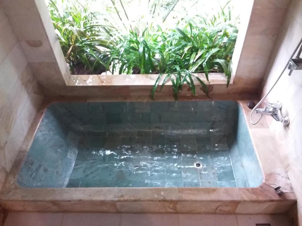 Mi Casa - The gem of Ijen photo 2