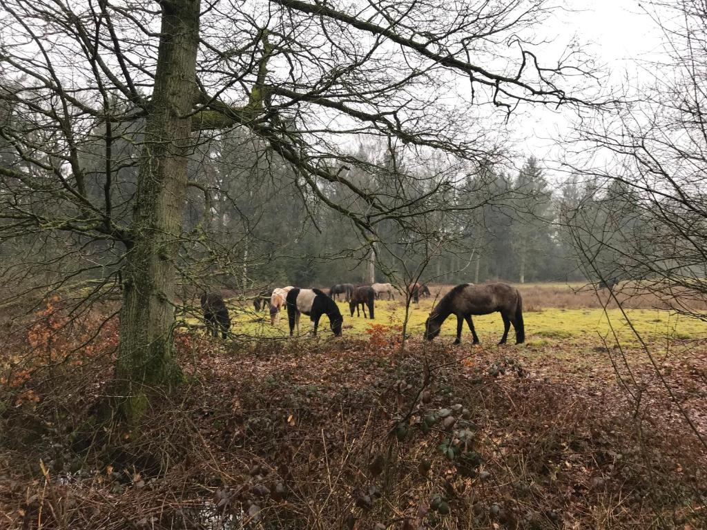 De Kempse Hoeve B&B photo 2
