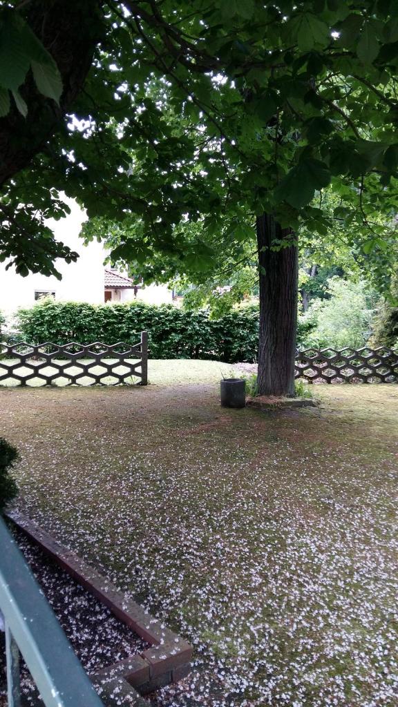 Pension am Tharandter Wald photo 2