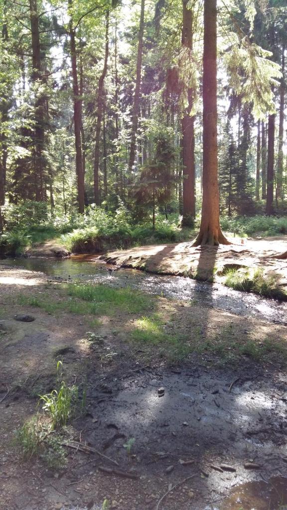 Pension am Tharandter Wald photo 1